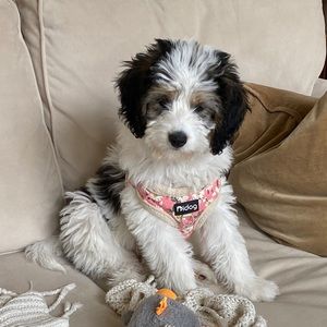 Meet your Posher, Abby